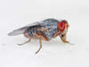 Fruitfly