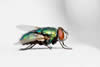 Blowfly