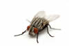 Housefly