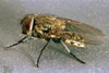 Clusterfly