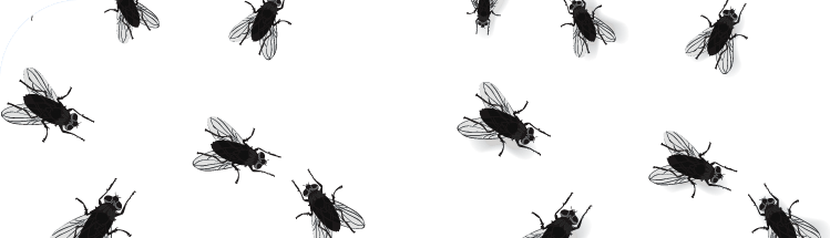 Control flies, get rid of flies