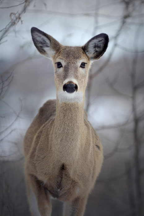 Pest Deer