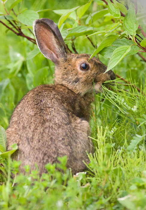 Pest Rabbits